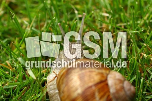 Weinbergschnecke 023.jpg